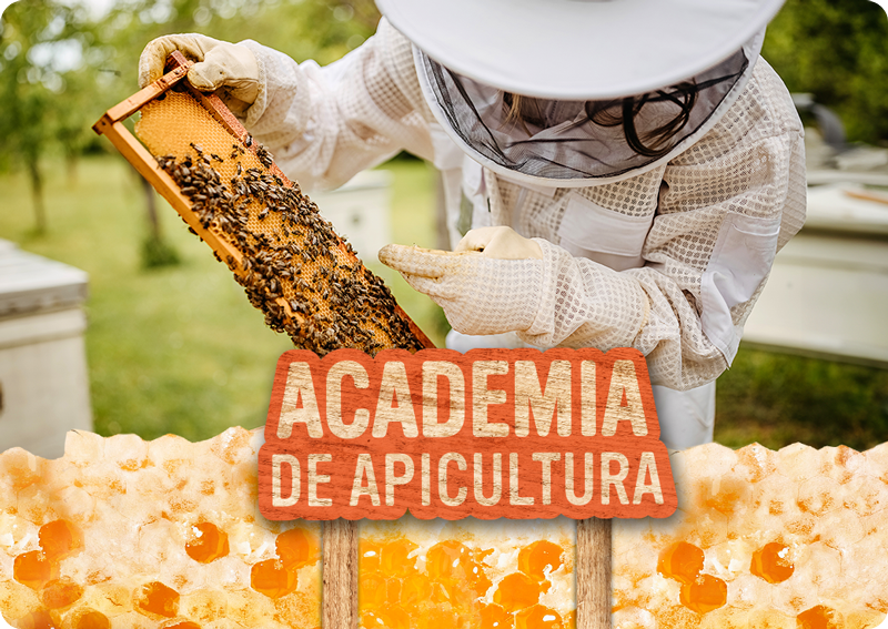 Quer ser apicultor?