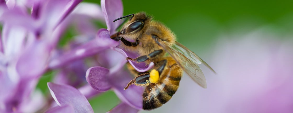 abelha pousada em flor