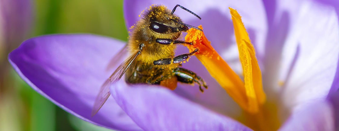 abelha a retirar pólen de flor