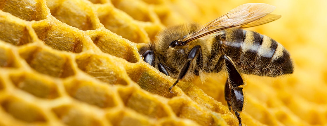 abelha em favo de mel