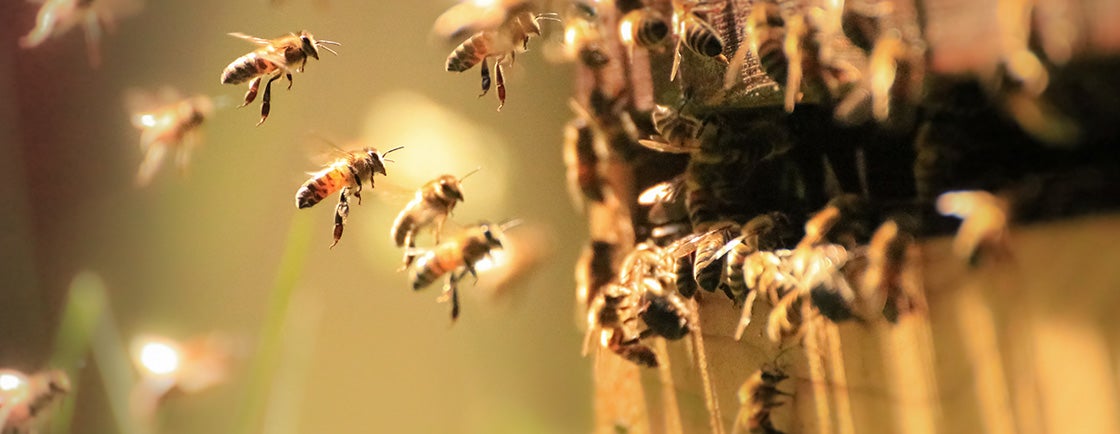 várias abelhas num favo de mel