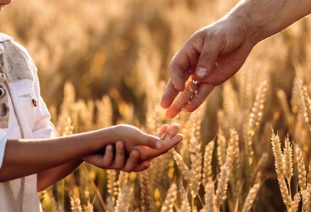 Descubra o poder dos cereais integrais 