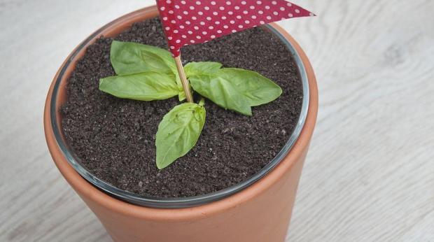 "Receita Cheesecake de S. JoÃ£o"