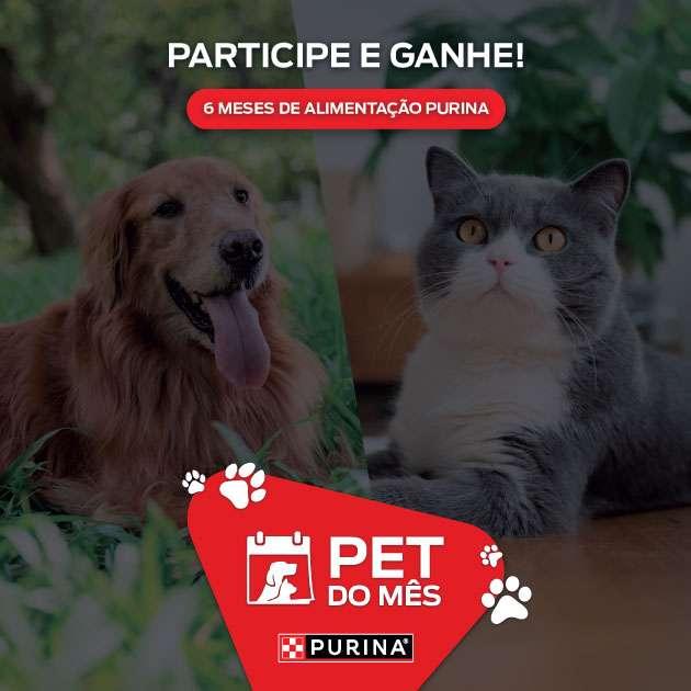 Pet do mês 2025/2026