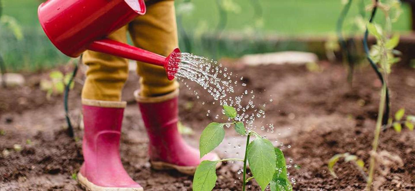 Como ter uma alimentação mais saudável e sustentável?