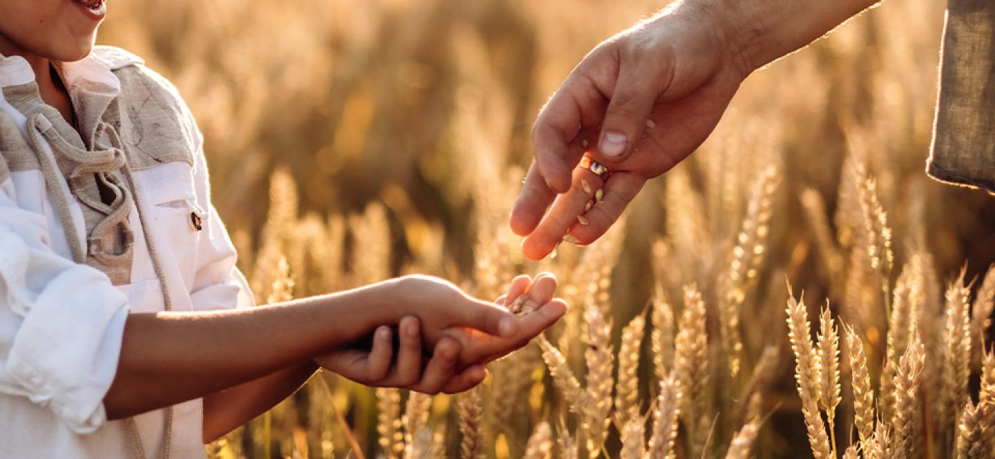 Descubra o poder dos cereais integrais 