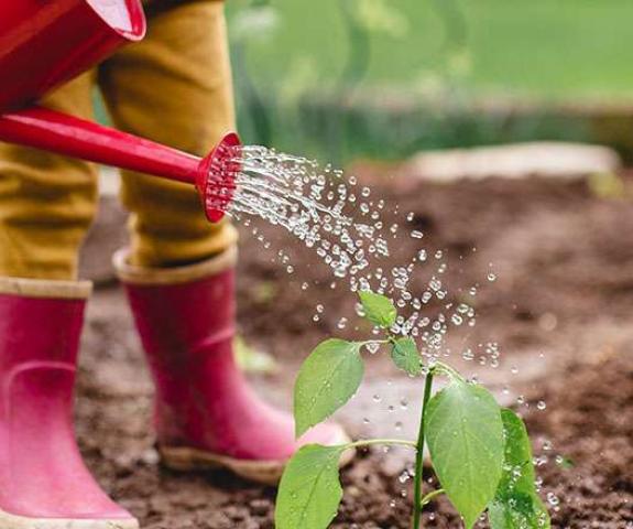 Como ter uma alimentação mais saudável e sustentável?