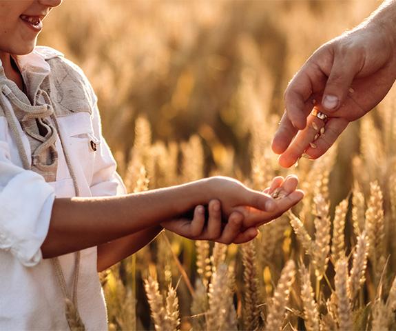 Descubra o poder dos cereais integrais 